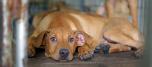 Rescue of Puppies Under Flyover