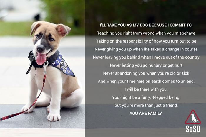 How to Adopt a Dog | Where to Adopt a Dog in Singapore