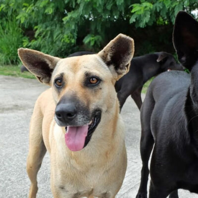 Help Feed Dogs on Jurong Island May 2019